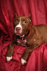 brown pit bull terrier lies on a red background