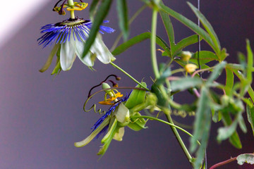 passiflora edulis