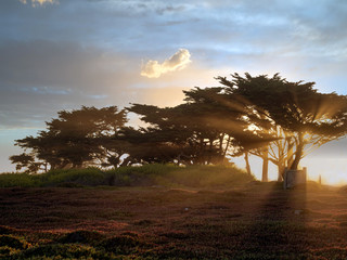 Cypress trees near Monterey Bay California with sun rays and a cloudy sky 