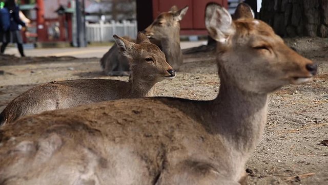 Deer in Nara Park, Kansai, Japan