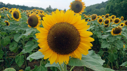 Fototapeta premium background photo of a blooming flower