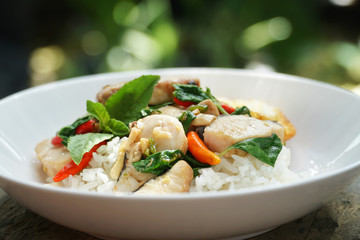 Thai food : Kaphrao Plar is Stirred and fried sliced fish with holy basil and chilies served on steamed rice and fried egg. Shooting in studio for advertising. Thai and Asian food concept.