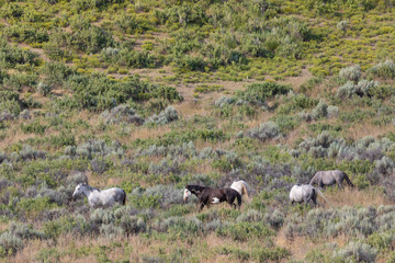 Herd of Wild Horses in Sand Wash Basin Colorado 