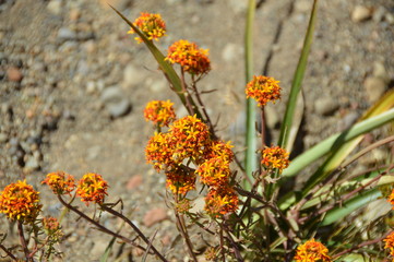 orange flowers; nature, plant, landscape