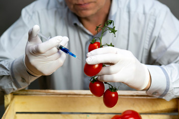 A man injects chemicals into a tomato, GMO fertilizers and chemicals with a syringe to increase the...