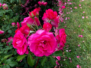 background photo of a blooming flower