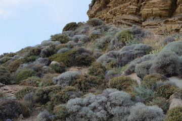 spontaneous flora on turkish aegean island Gokceada