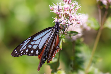 Chestnut Tiger butterfly