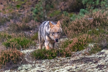 Lone wolf running in autumn forest Czech Republic