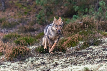 Lone wolf running in autumn forest Czech Republic