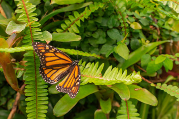 Monarch butterfly (Danaus plexippus), with open wings, on a green leaf