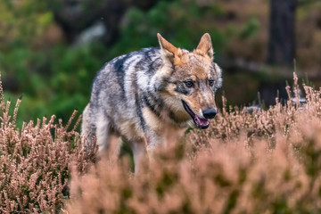 Lone wolf running in autumn forest Czech Republic