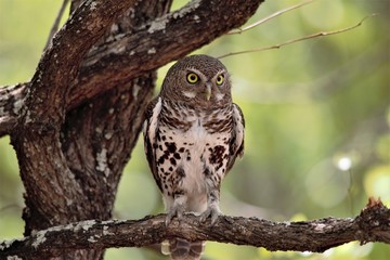 Barred owlet on a branch