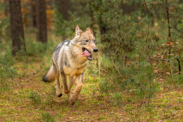 Lone wolf running in autumn forest Czech Republic