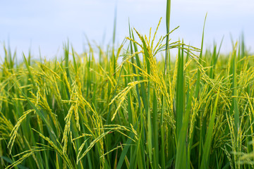 The rice fields are blooming 