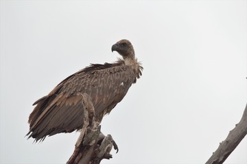 Vulture in South Africa 