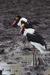 Saddle-billed stork in Africa