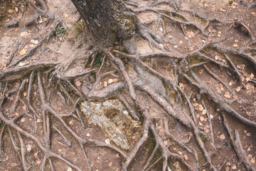 brown roots above the ground