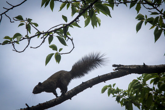 台湾リス の画像 671 件の Stock 写真 ベクターおよびビデオ Adobe Stock