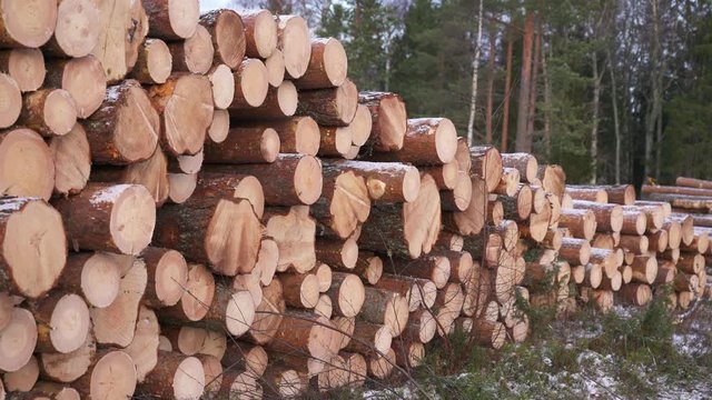 Slow pan on timber logging in forest. Freshly cut tree wooden logs piled up. Wood storage for industry. Modern forestry. Outside of Umea city, Vasterbotten, Northern Sweden