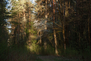 Forest landscape and fruit blooming white flowers in the trees in the rays of the setting sun.