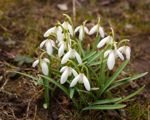 White snowdrops with green leaves are like a bouquet against the background of last yearâ€™s leaves.