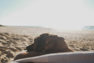 Fototapeta na wymiar sunset on the beach with dog