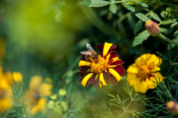 A bee collects honey from yellow marigold flowers. Selective focus