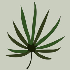 Tropical line leaf on light green background vector illustration