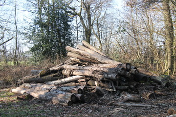A Pile of Felled Trees Ready to Cut for Firewood.