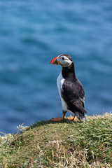 Puffin - Island of Lunga - Scotland