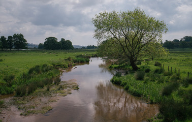 river in the forest