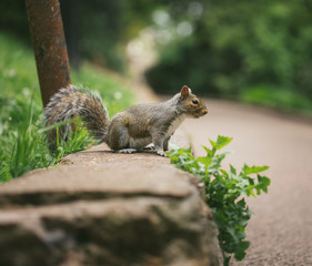 squirrel 