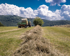 Harvest in summer.