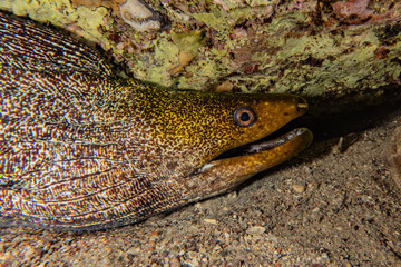 Moray eel Mooray lycodontis undulatus in the Red Sea, eilat israel