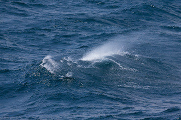 Waves of stormy cold sea on the south of Iceland