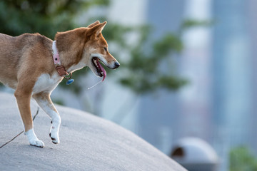 Shiba inu on walk in park