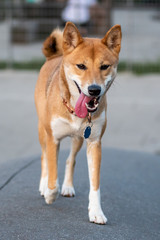 Shiba inu on walk in park