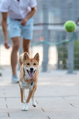 Shiba inu on walk in park