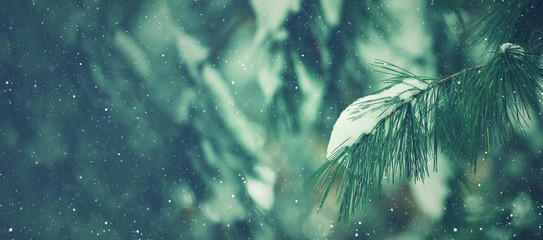 Winter Season Outdoor Holiday Evergreen Christmas Tree Pine Branches Covered With Snow and Falling...