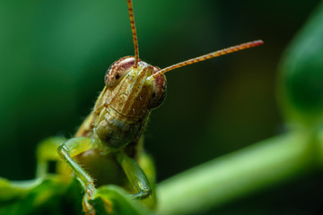 Grasshoppers that are often seen in gardens and destroy crops of farmers..