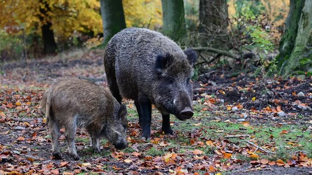Wild boar female search feed with young boar in the forest, autumn, (sus scrofa), germany