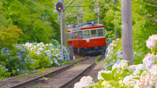 [4K収録, 音声有り] 箱根登山鉄道とあじさいの風景