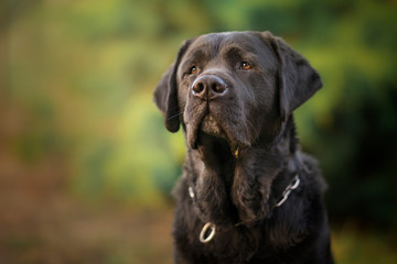Labrador dog