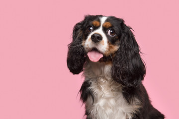 Portrait of a king charles spaniel looking at the camera on a pink background with mouth open