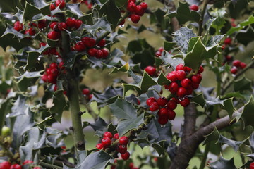 Winter vegetation in the woods