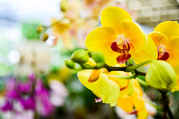 Naklejka na ściany i meble pink Phalaenopsis or Moth dendrobium Orchid flower in winter or spring day tropical garden Floral background.Selective focus.agriculture idea concept design with copy space add text.