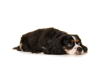 King Charles spaniel lying down on the floor looking away isolated on a white background
