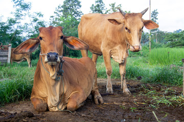 Two cows are looking at a camera standing and another sitting in a feeding area.