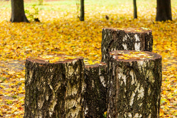 hemp of a felled tree birch and yellow leaves
